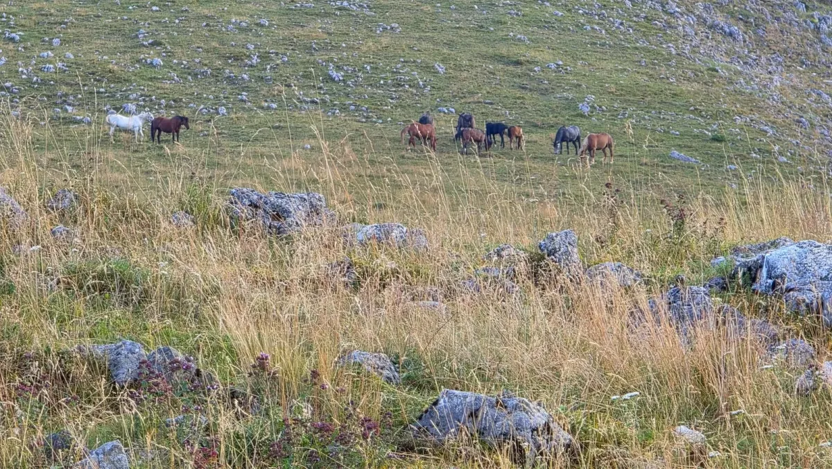 Animale la pășunat pe o culme montană din împrejurimile Băilor Govora.
