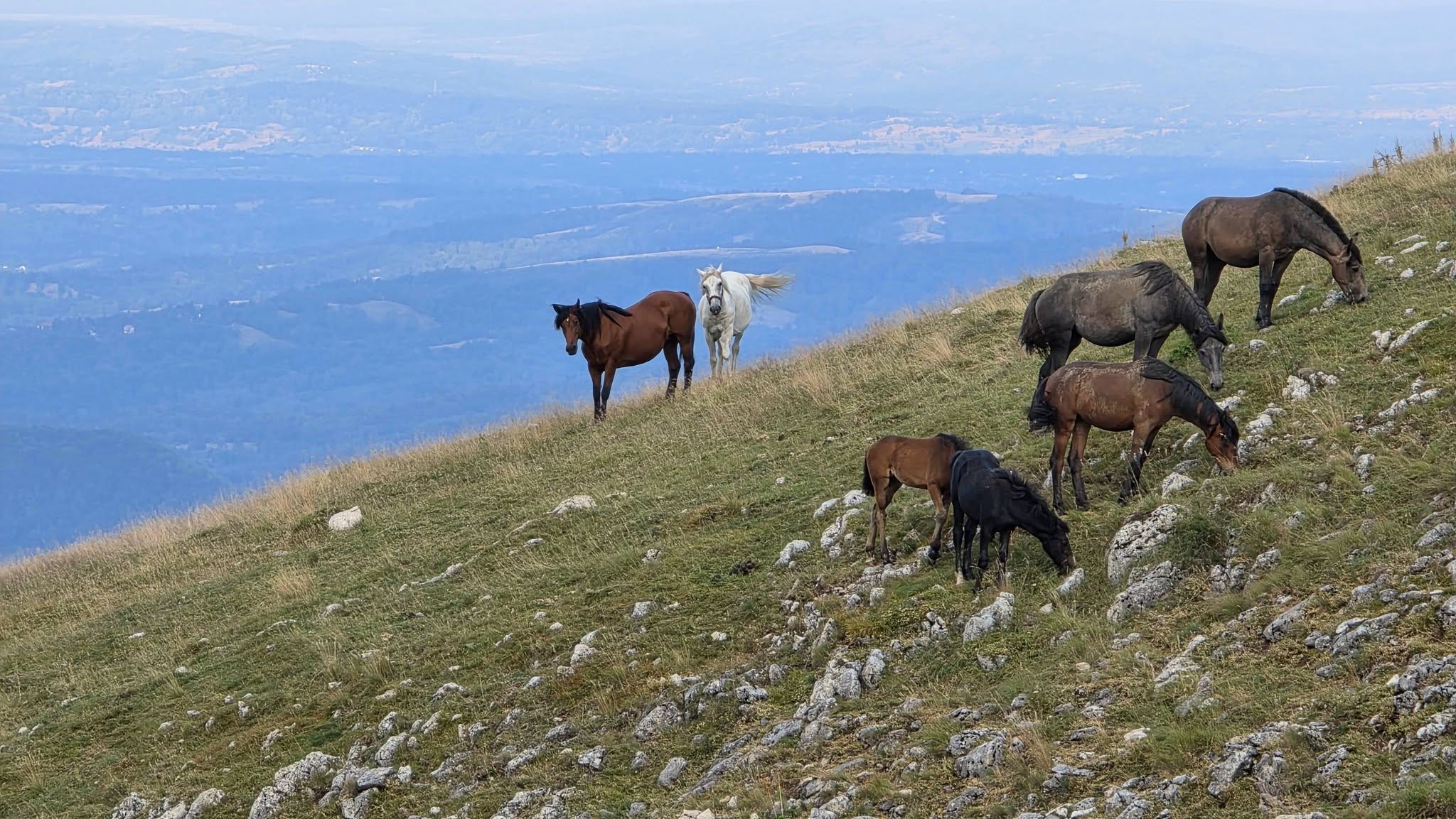 Natură în jurul Govorei